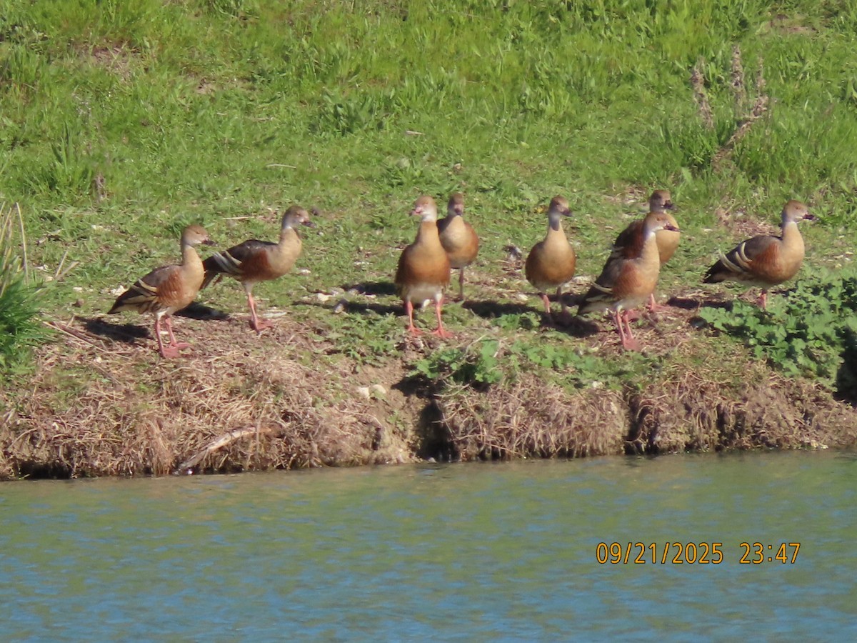 Plumed Whistling-Duck - ML643022005