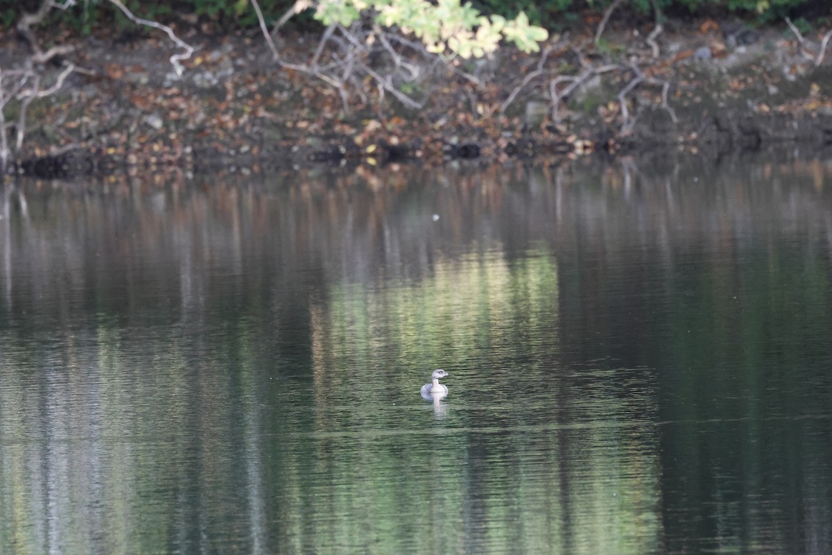 Pied-billed Grebe - ML643022015