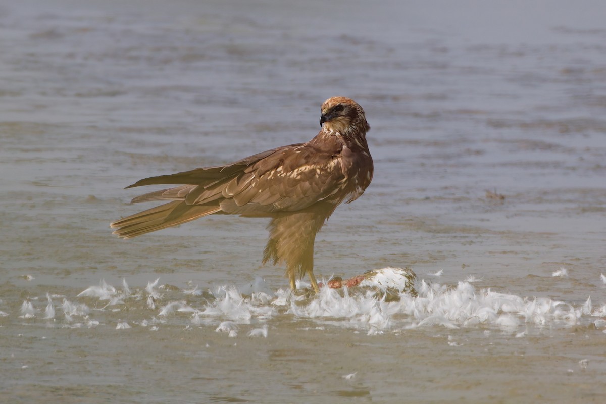 Aguilucho Lagunero Occidental - ML643022045