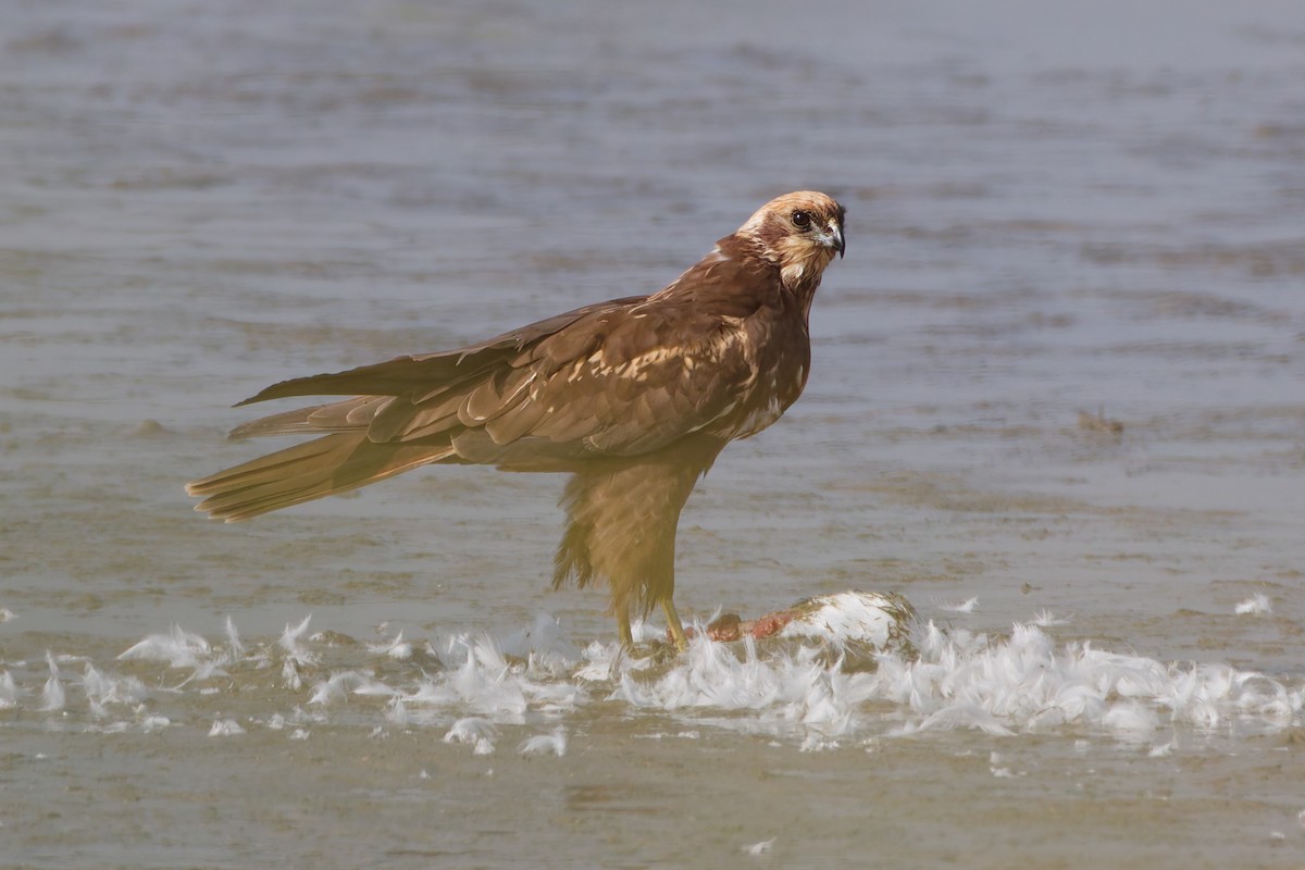 Aguilucho Lagunero Occidental - ML643022046