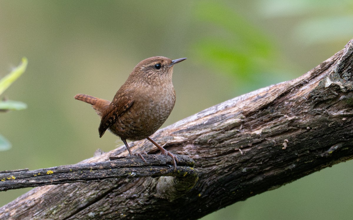 Chochín Hiemal - ML643022050