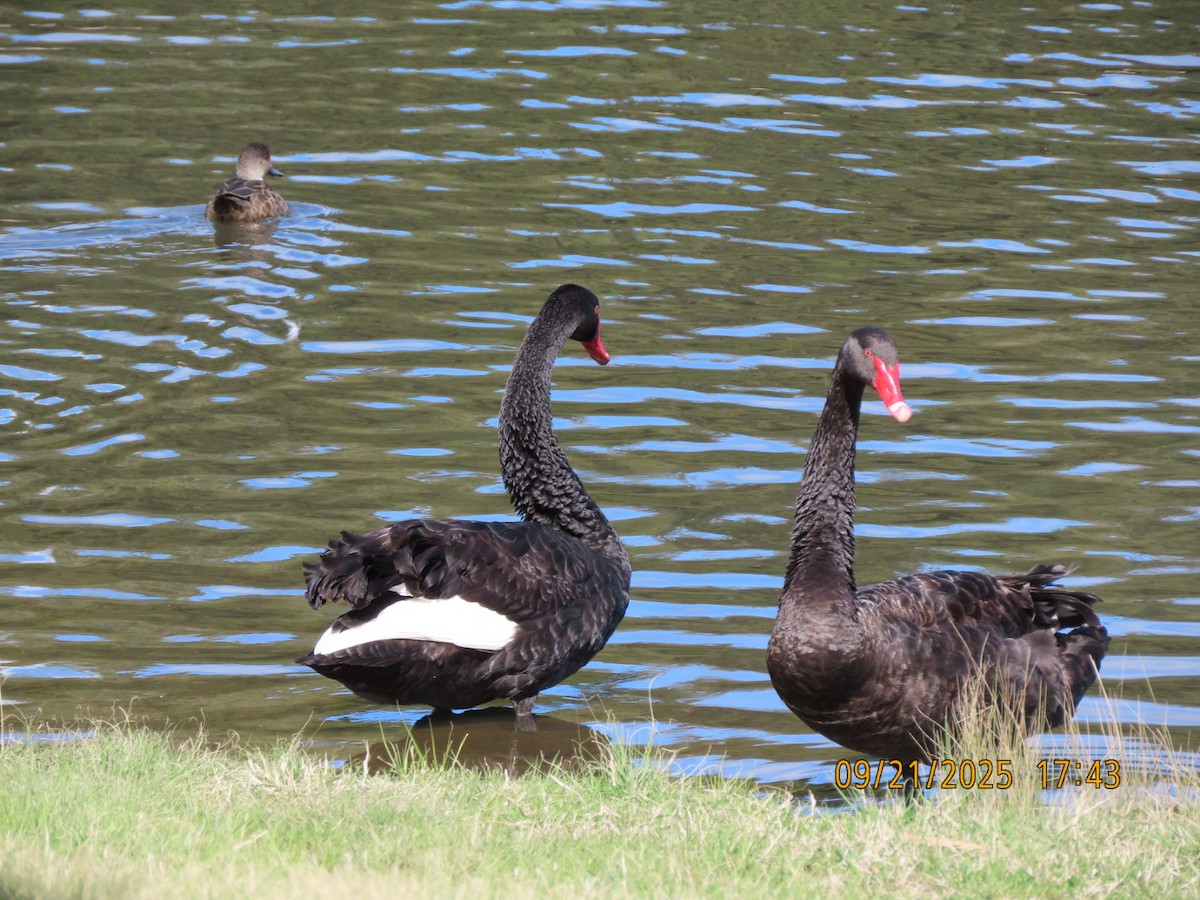 Cisne Negro - ML643022059