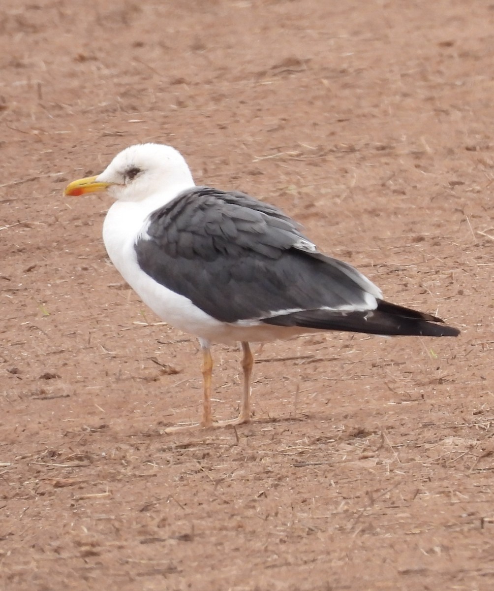 Gaviota Sombría - ML643022066