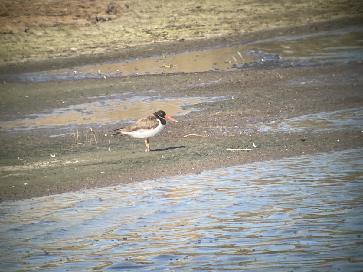 Eurasian Oystercatcher - ML643022089