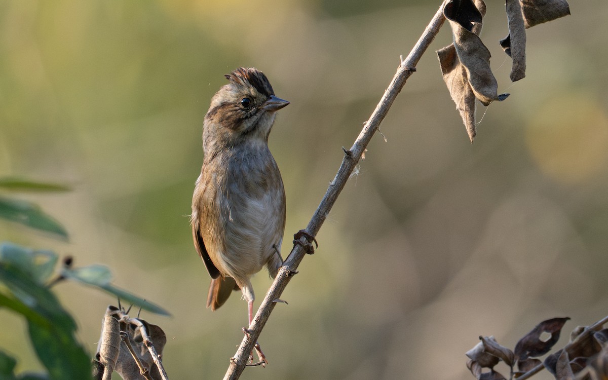 Swamp Sparrow - ML643022097