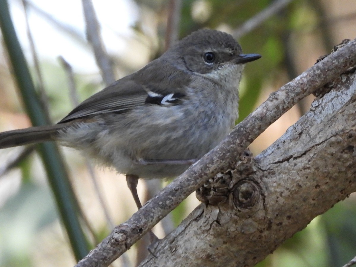 Spotted Scrubwren - ML643022105