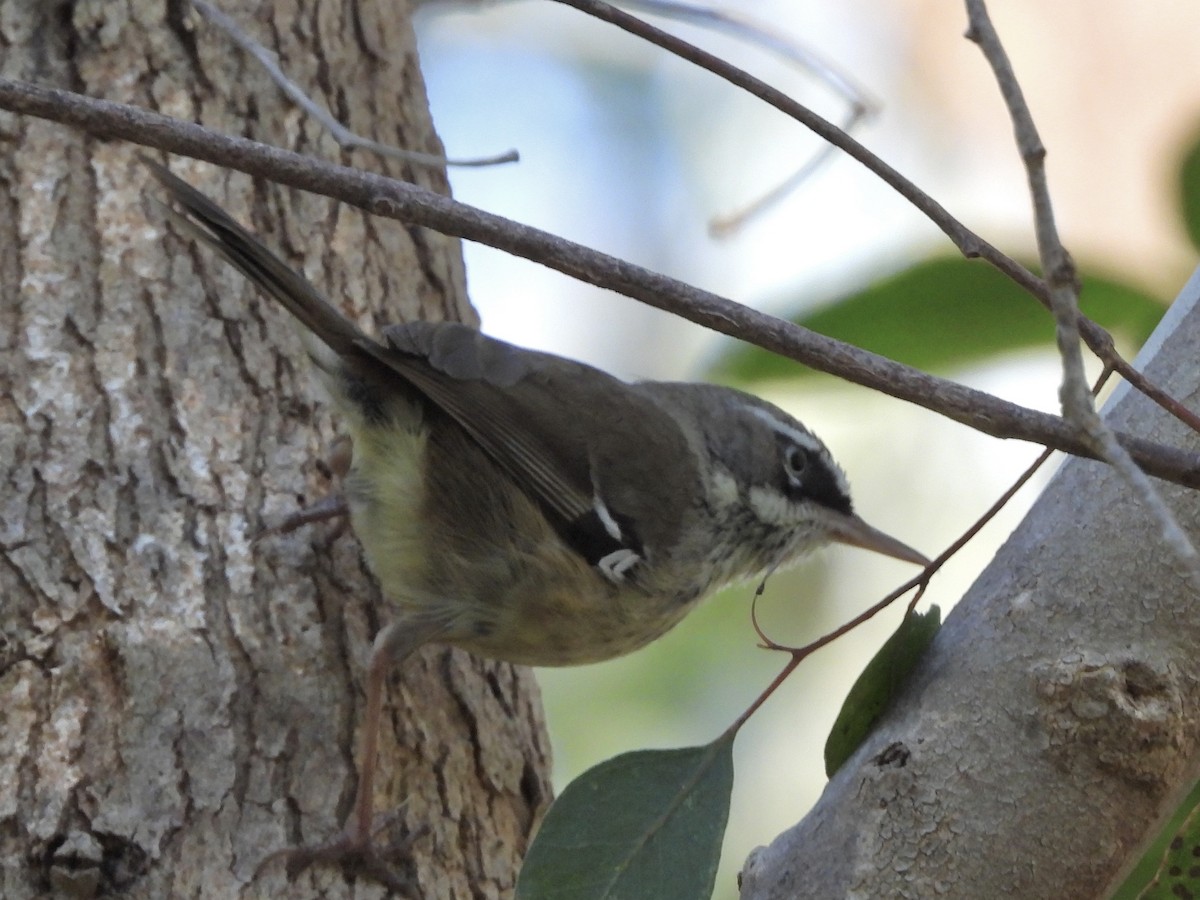 Spotted Scrubwren - ML643022106