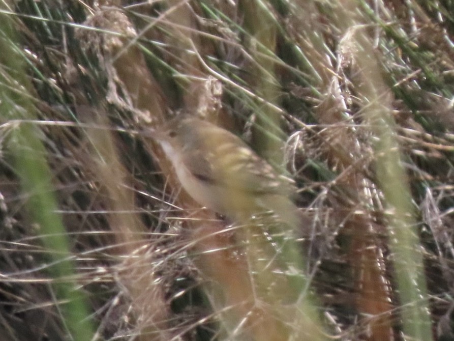 Australian Reed Warbler - ML643022121