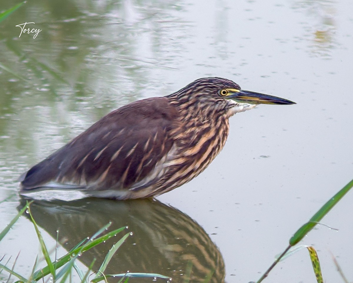 Indian Pond-Heron - ML643022125