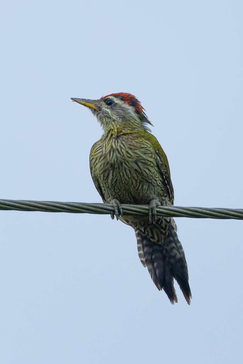 Streak-throated Woodpecker - ML643022133
