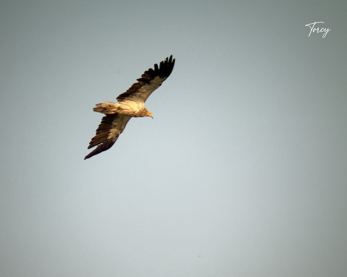 Egyptian Vulture - ML643022138