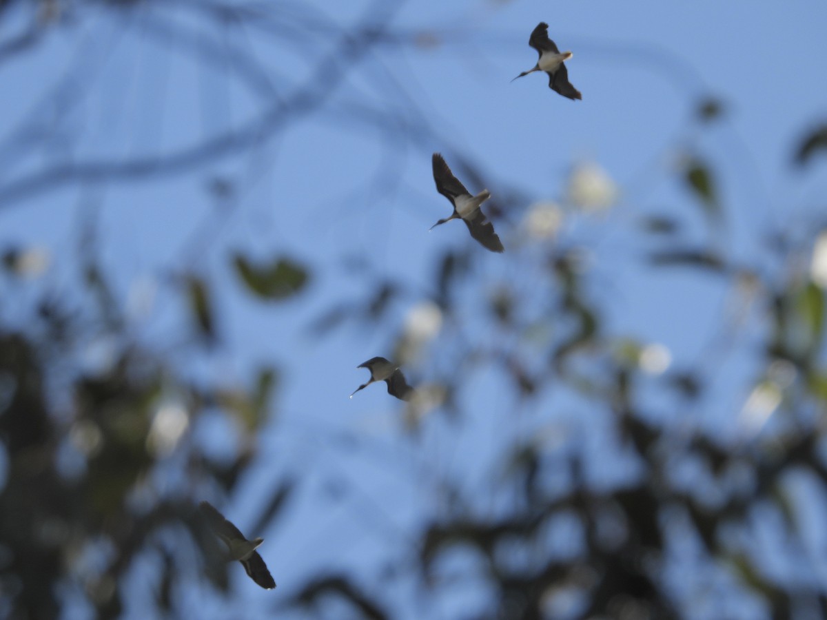 Straw-necked Ibis - ML643022141