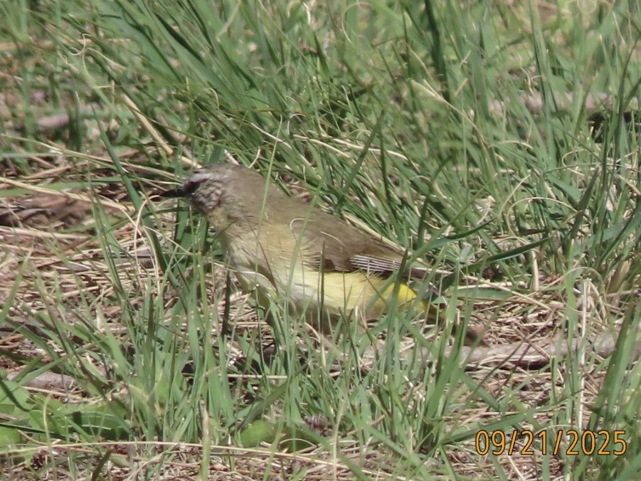 Yellow-rumped Thornbill - ML643022151
