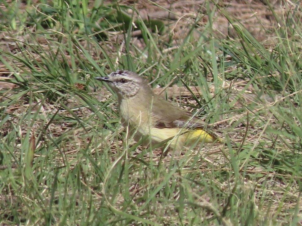 Yellow-rumped Thornbill - ML643022152