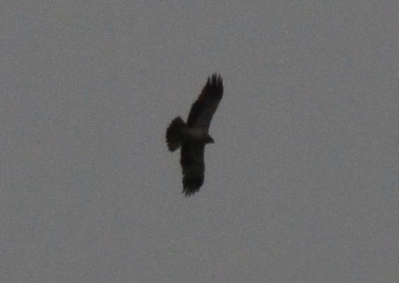 Küçük Kartal - ML643022167
