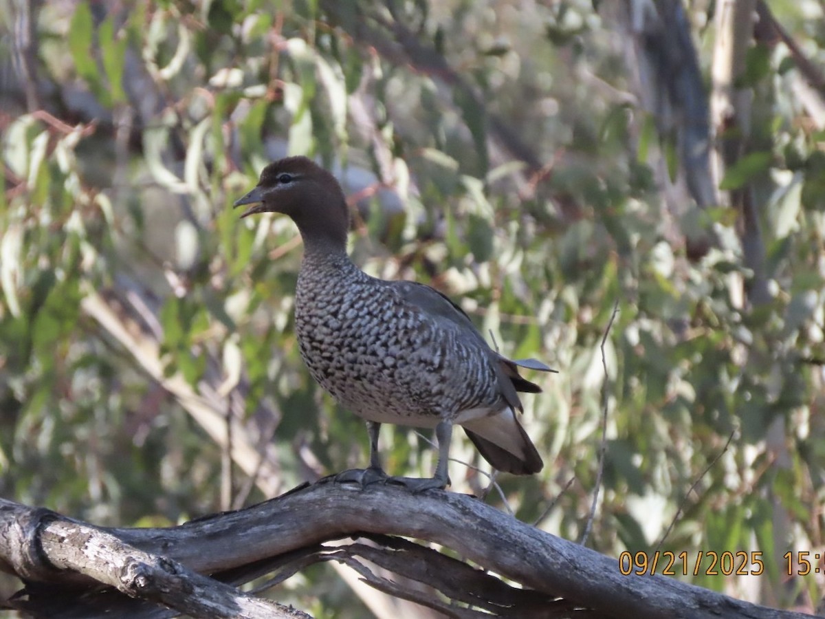 Maned Duck - ML643022175