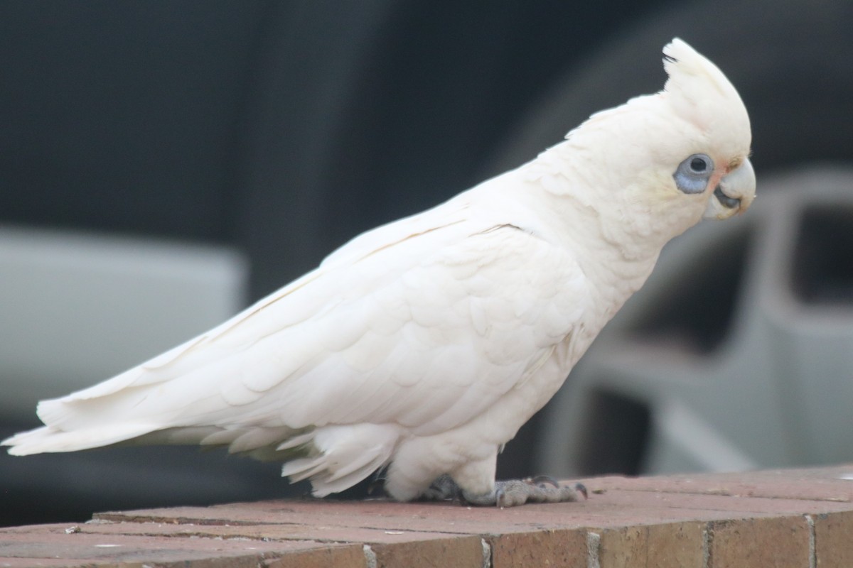 Little Corella - ML643022179