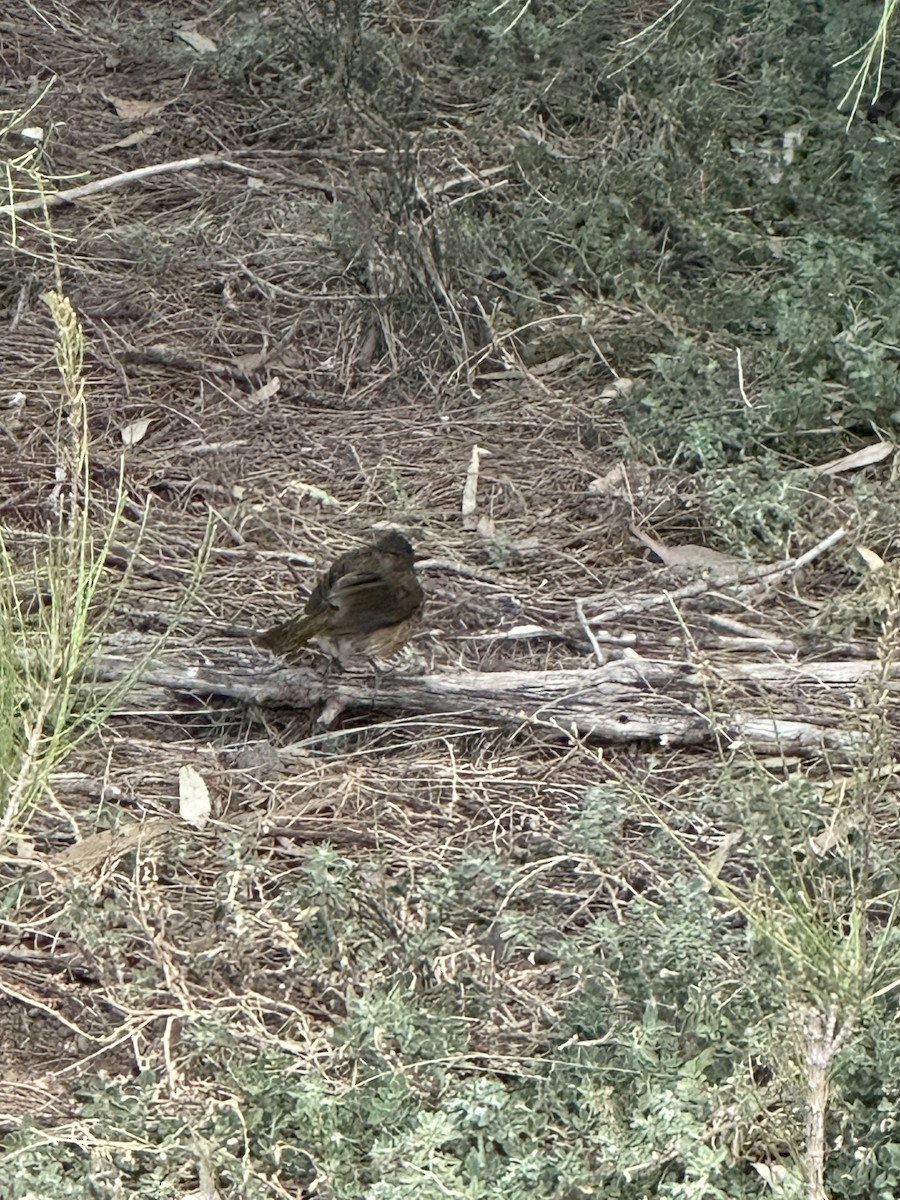 Olive Whistler - ML643022205