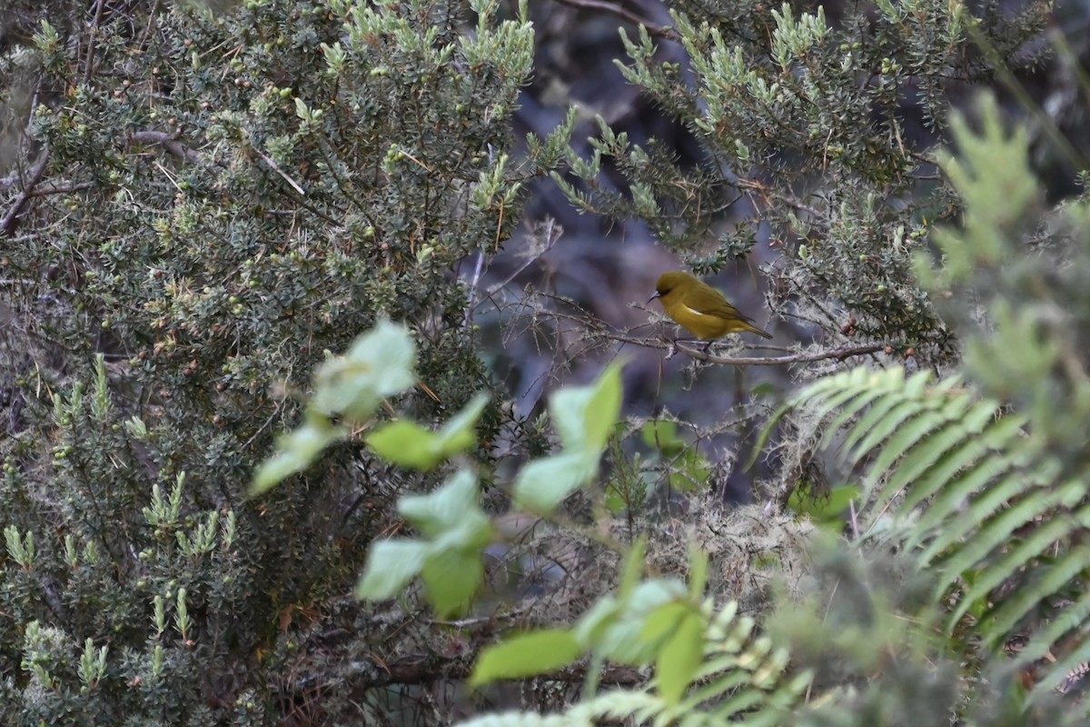 Hawaii Amakihi - ML643022218