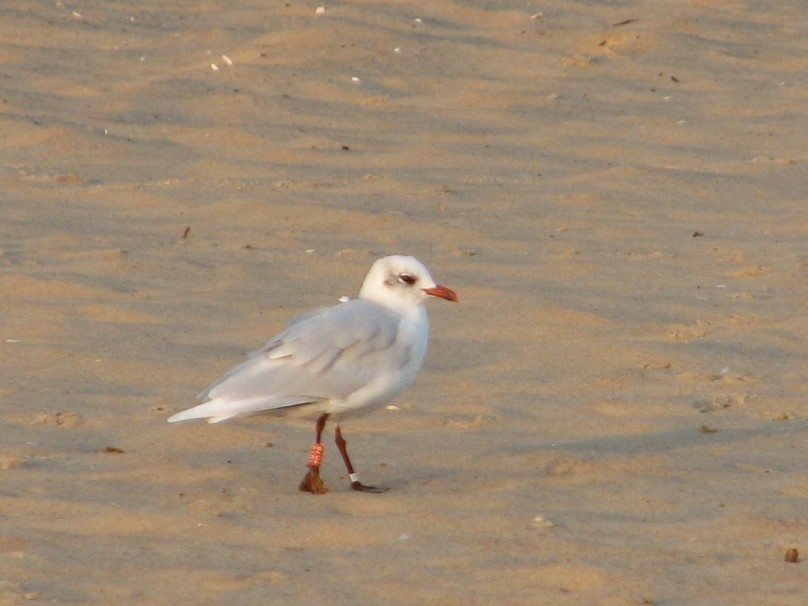 Mediterranean Gull - ML643022285