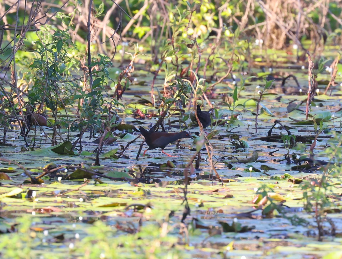 Spotless Crake - ML643022291