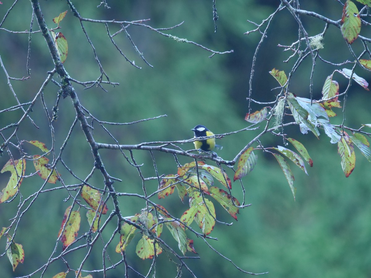 Green-backed Tit - ML643022292