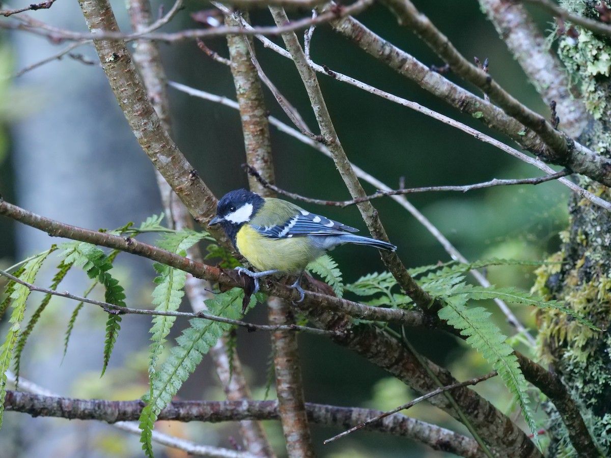 Green-backed Tit - ML643022293