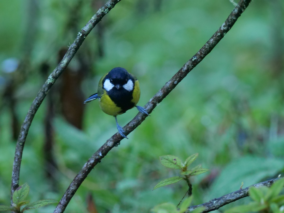 Green-backed Tit - ML643022294