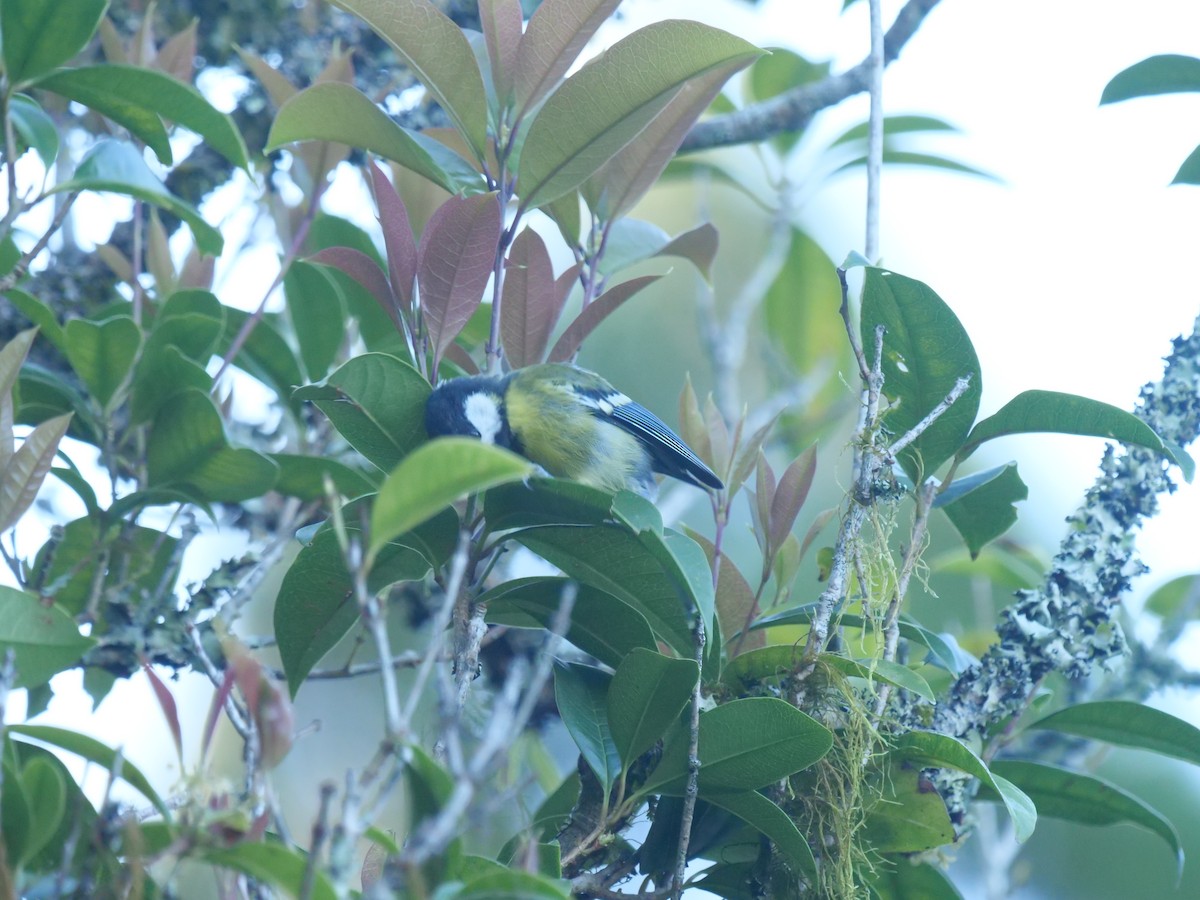 Green-backed Tit - ML643022297