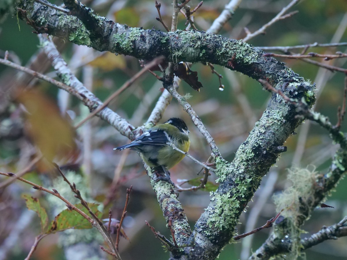Green-backed Tit - ML643022298