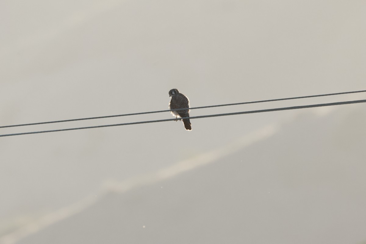 Crécerelle d'Amérique - ML643022299