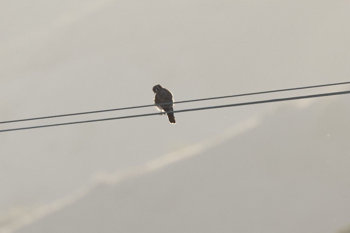 Crécerelle d'Amérique - ML643022300