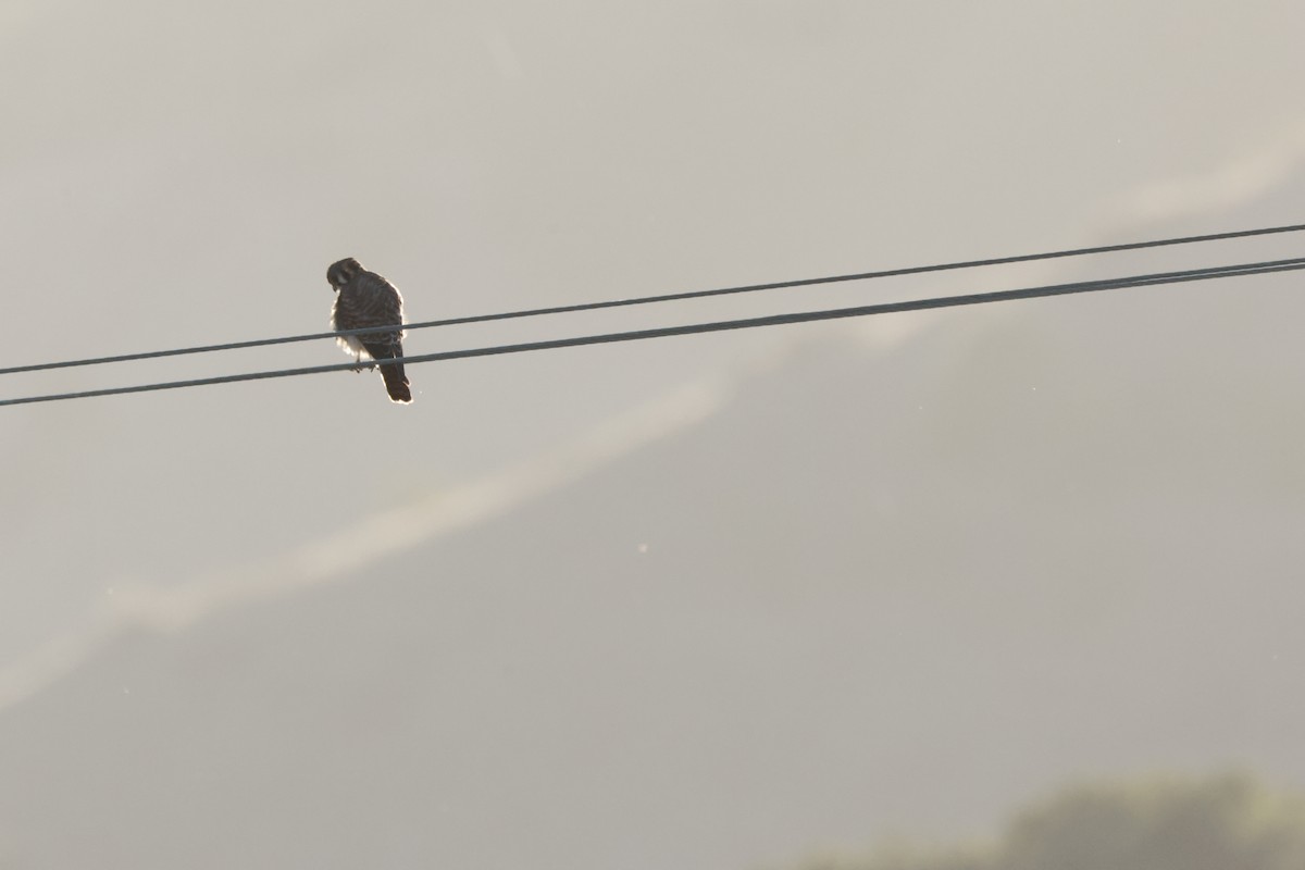 Crécerelle d'Amérique - ML643022301