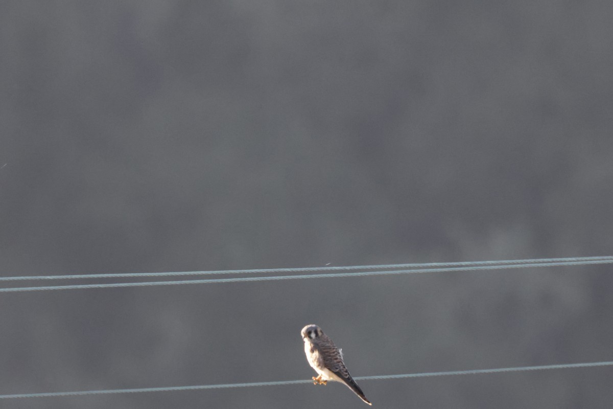 Crécerelle d'Amérique - ML643022302