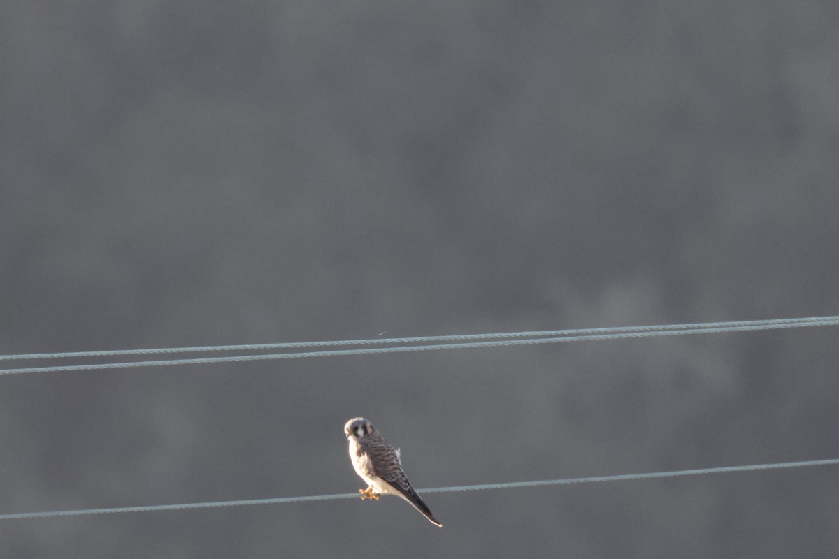 Crécerelle d'Amérique - ML643022303