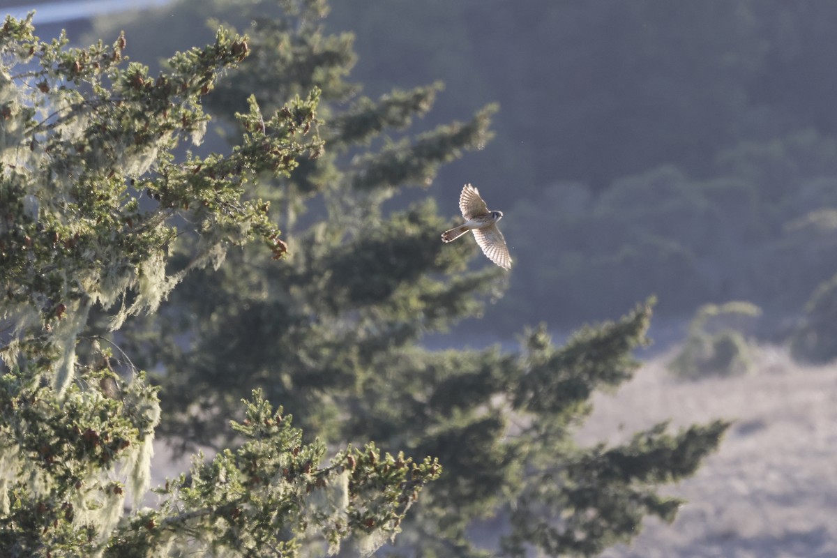 Crécerelle d'Amérique - ML643022305