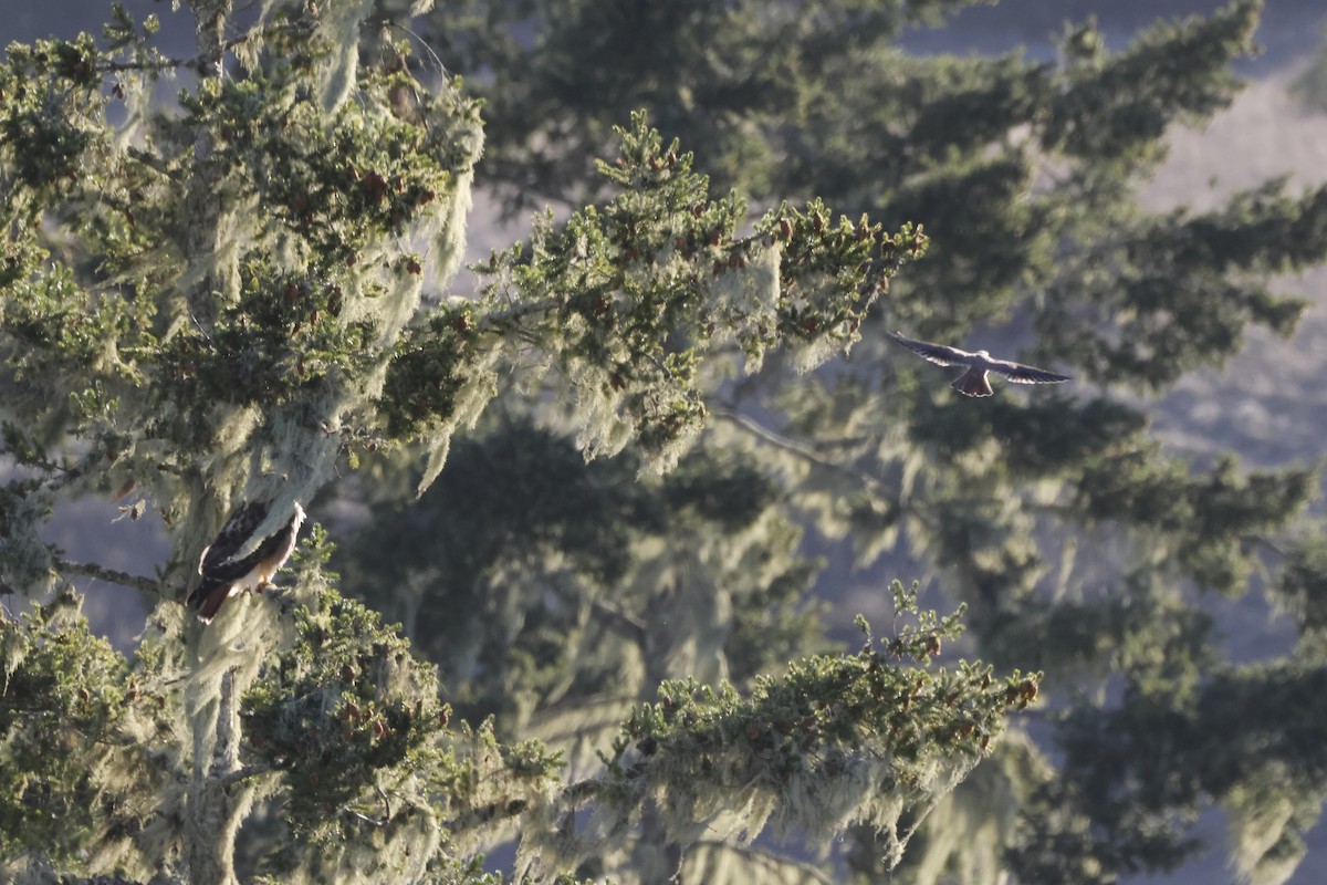 Crécerelle d'Amérique - ML643022306