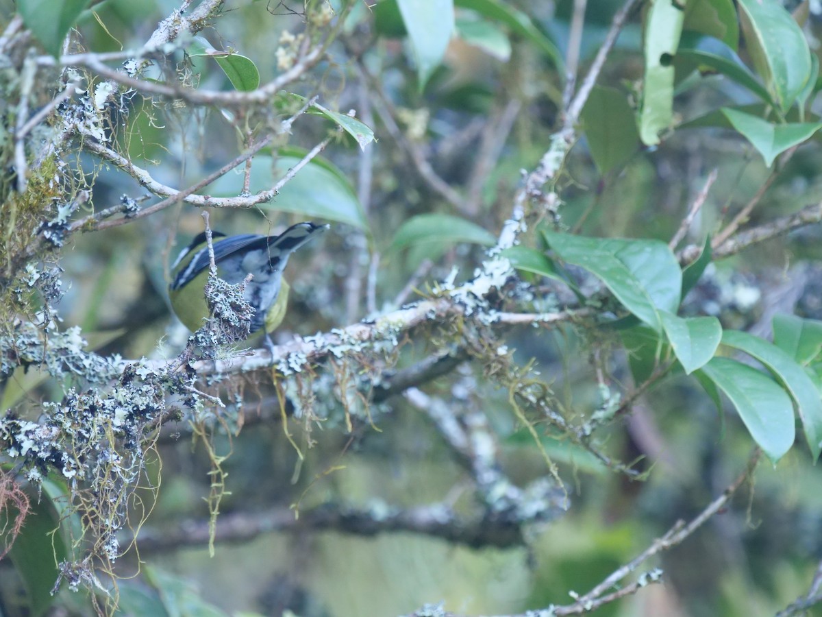 Green-backed Tit - ML643022307