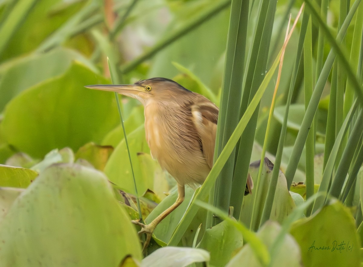 Yellow Bittern - ML643022315