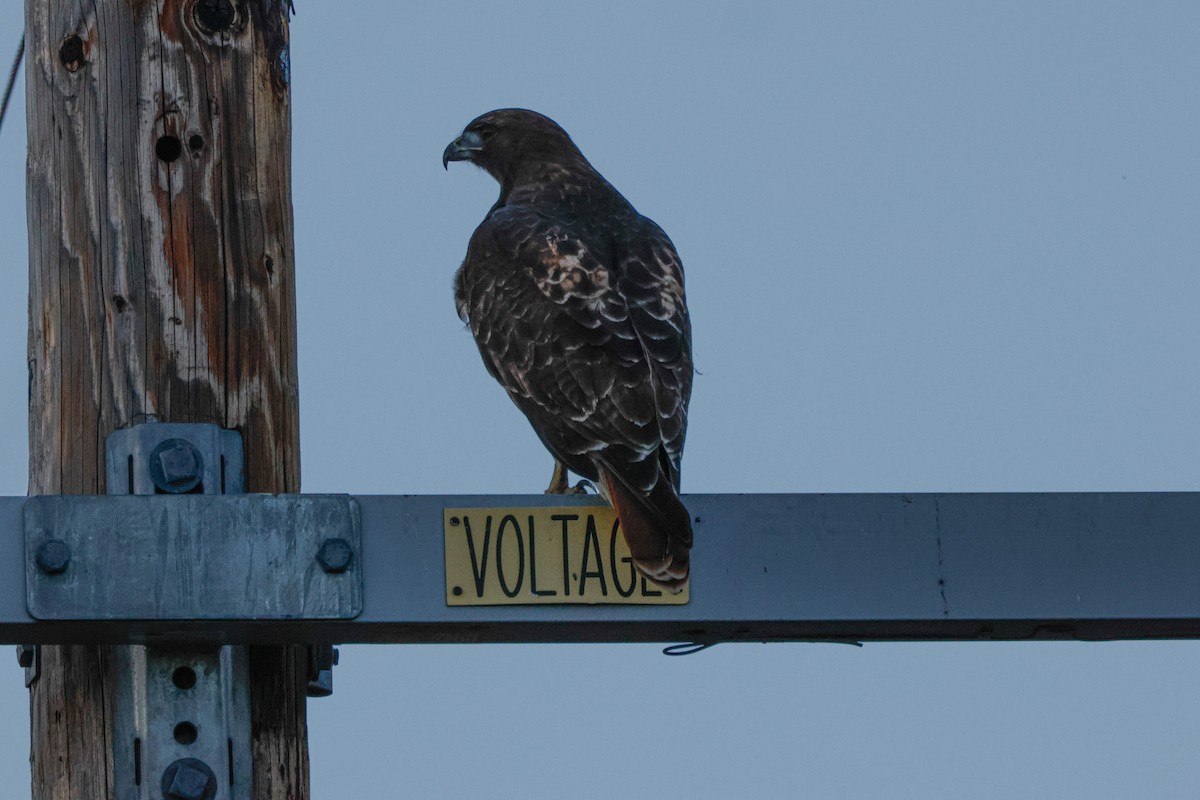 Buse à queue rousse - ML643022317