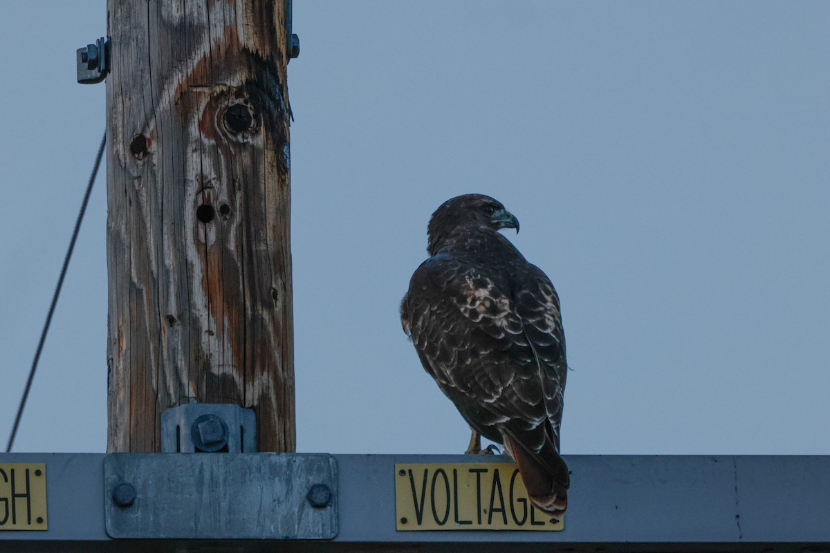 Buse à queue rousse - ML643022318