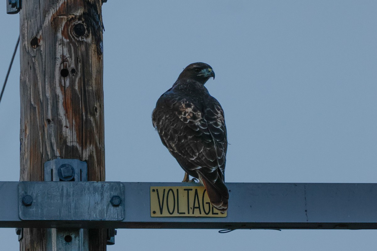 Buse à queue rousse - ML643022319