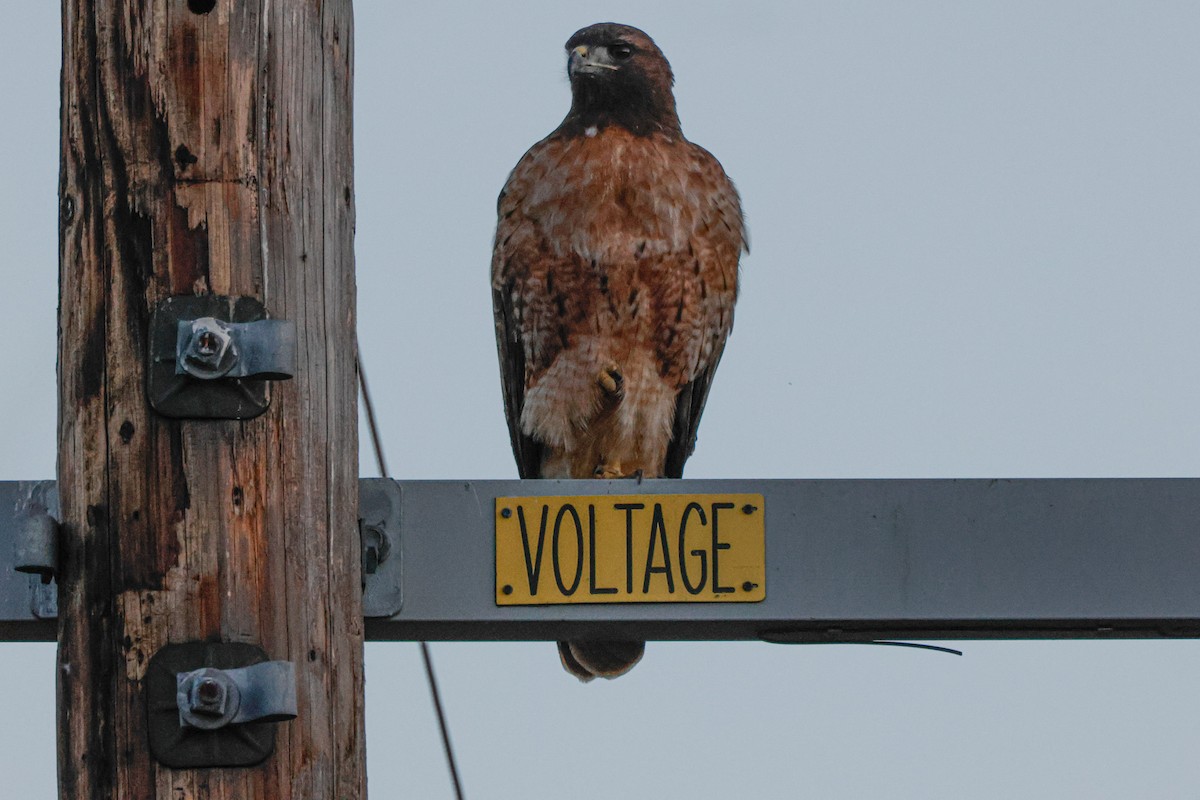 Buse à queue rousse - ML643022320