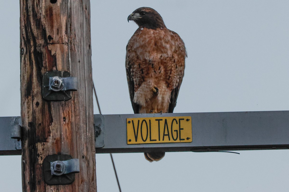 Buse à queue rousse - ML643022321