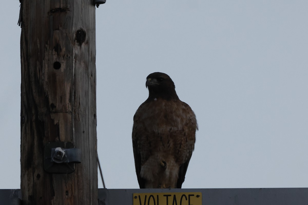 Buse à queue rousse - ML643022322