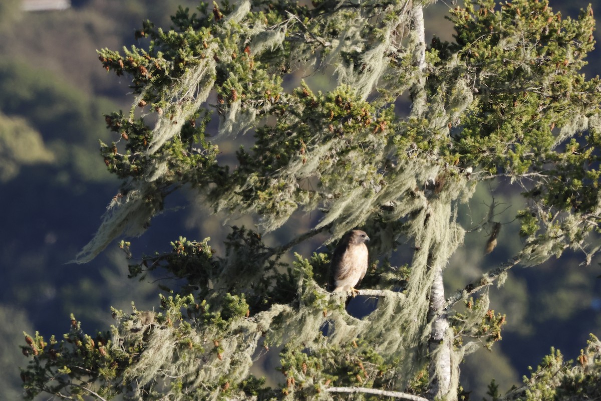 Buse à queue rousse - ML643022323