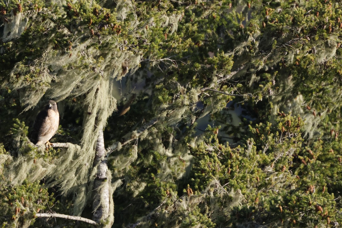 Buse à queue rousse - ML643022324