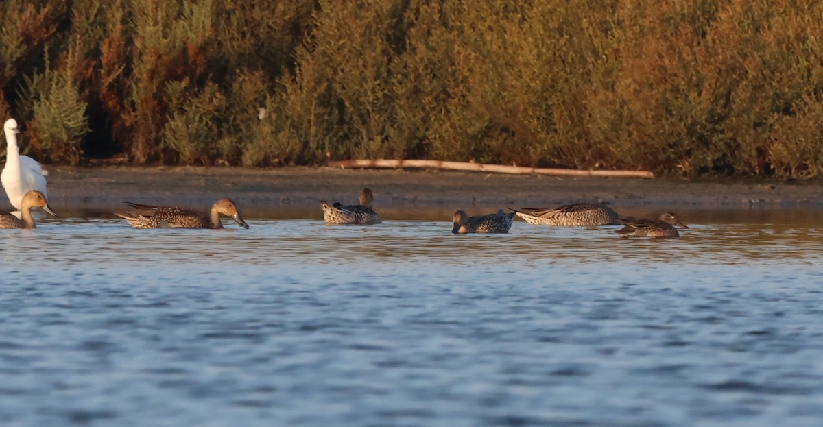 Green-winged Teal - ML643022330