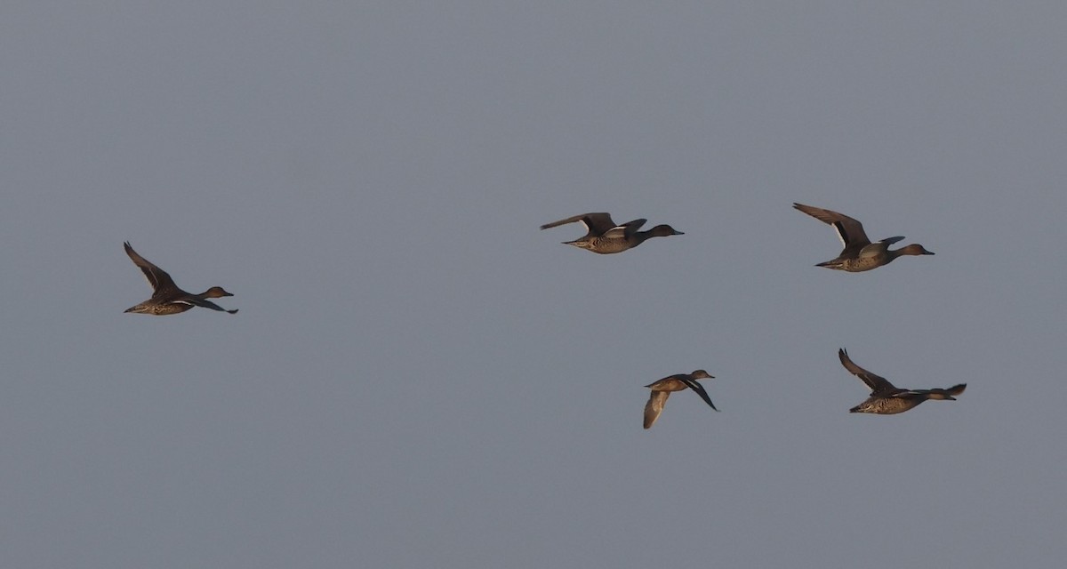 Northern Pintail - ML643022355