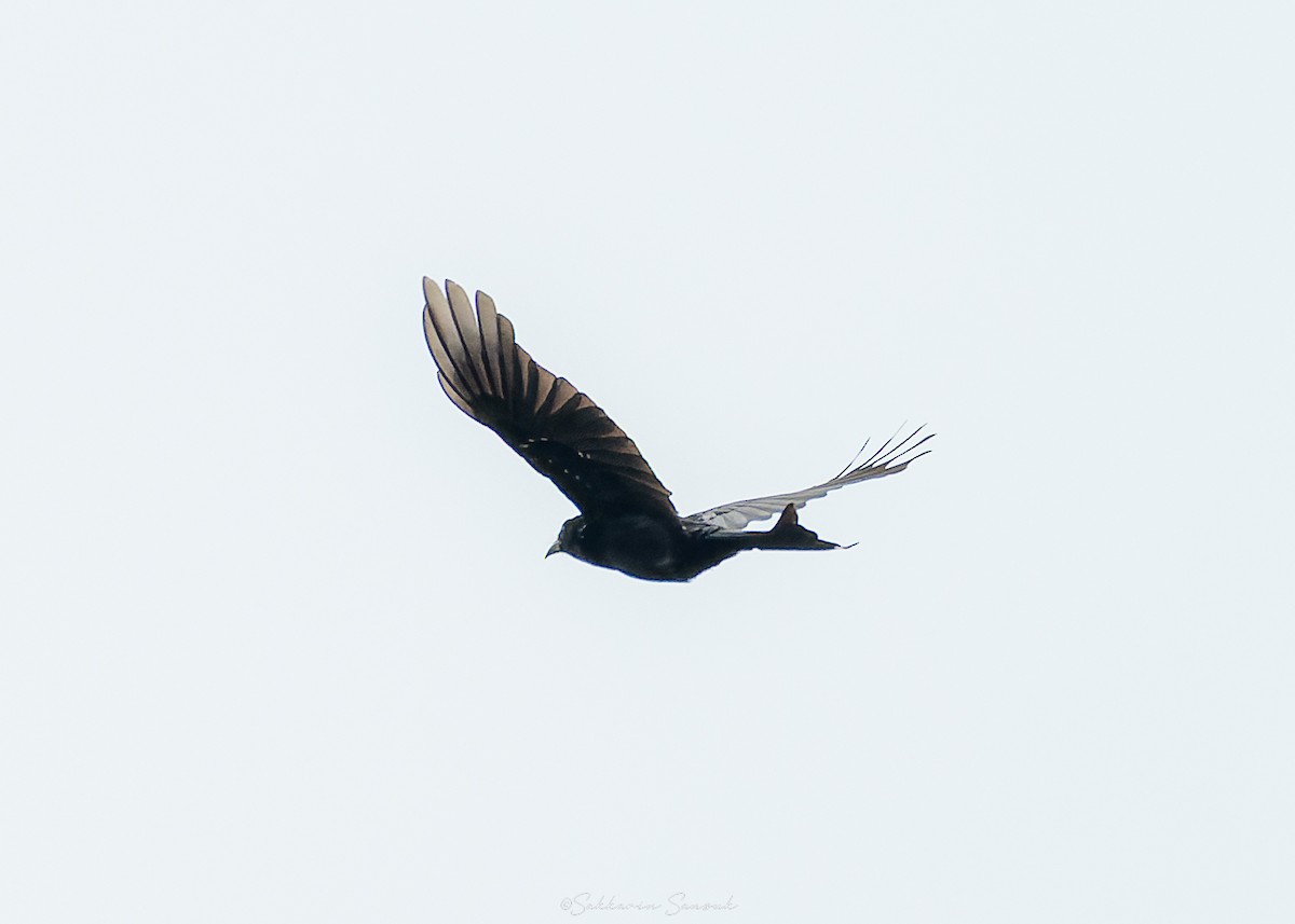 hårdrongo - ML643022380